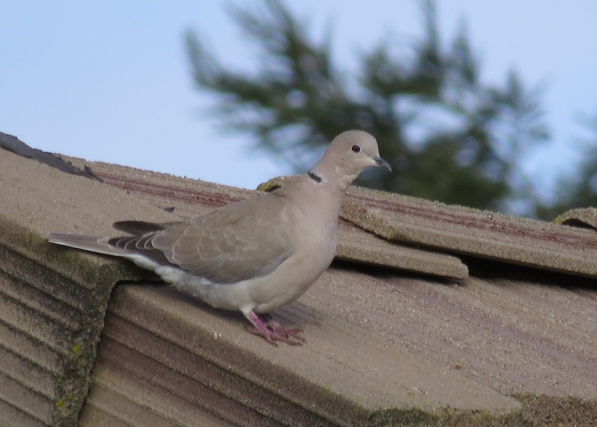 Eurasian Collared-Dove - Marya Moosman