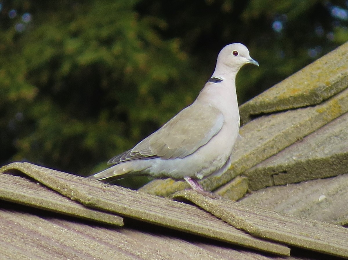 Eurasian Collared-Dove - Marya Moosman