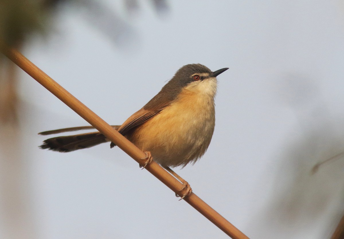 Ashy Prinia - William Price