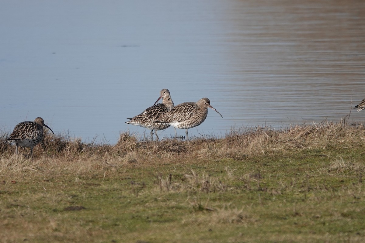 Eurasian Curlew - Ronald de Mol