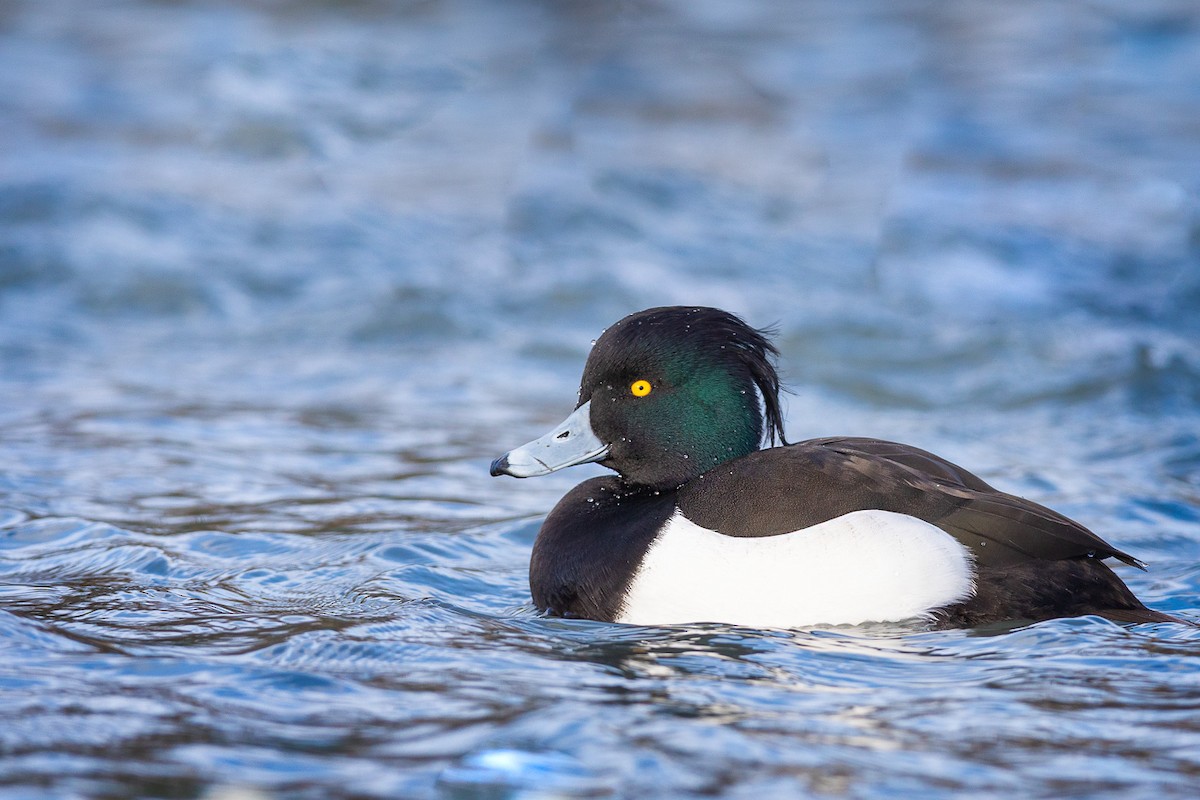 Tufted Duck - ML303932571