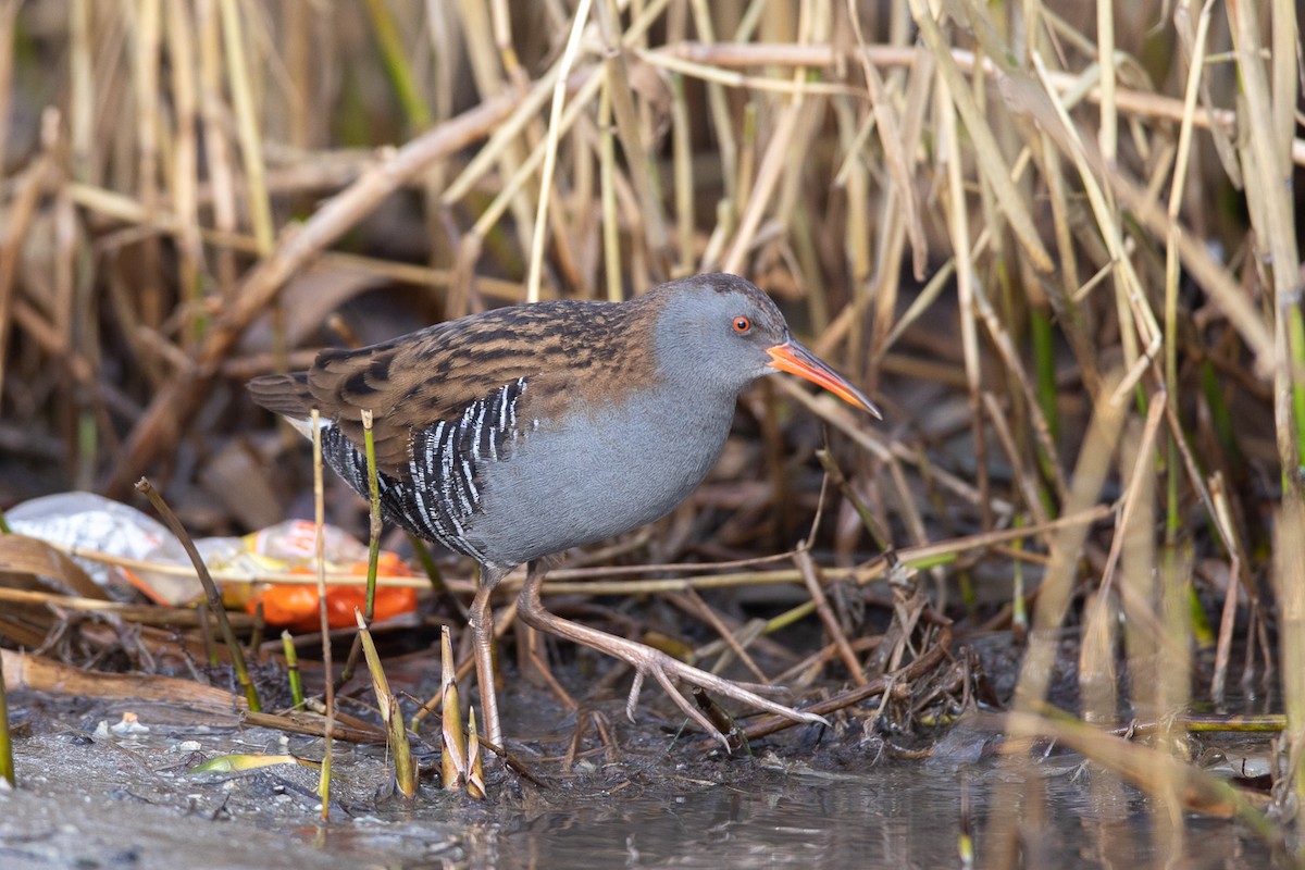 Water Rail - ML303935211
