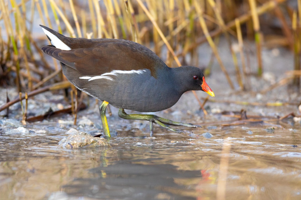 Eurasian Moorhen - ML303935281