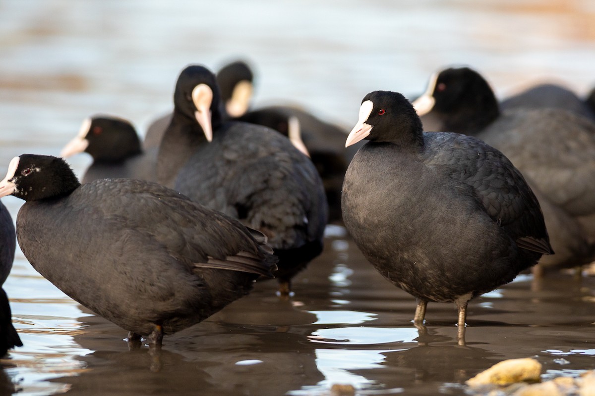 Eurasian Coot - ML303935331