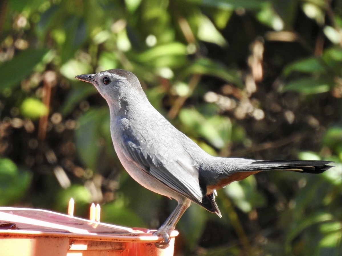 Gray Catbird - ML303935881