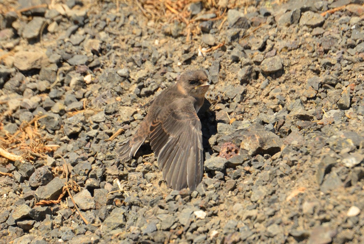 Bank Swallow - ML30393591