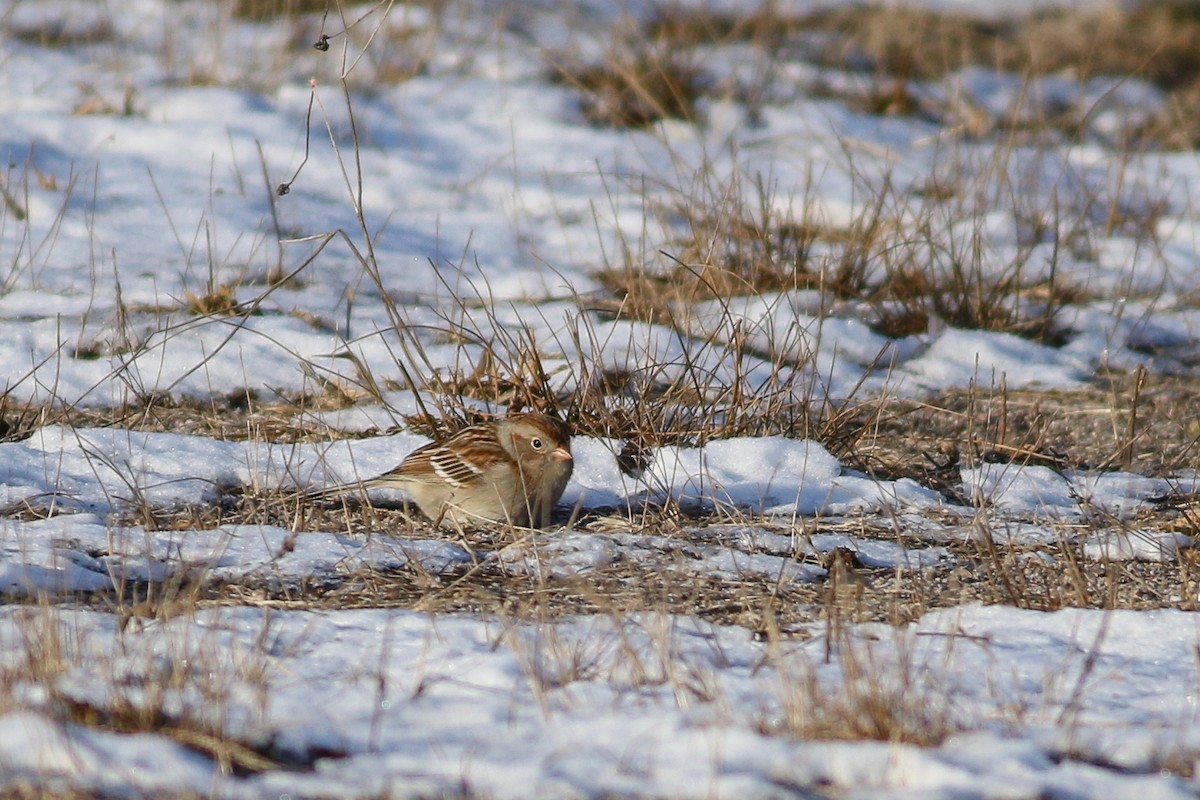 Field Sparrow - ML303935911