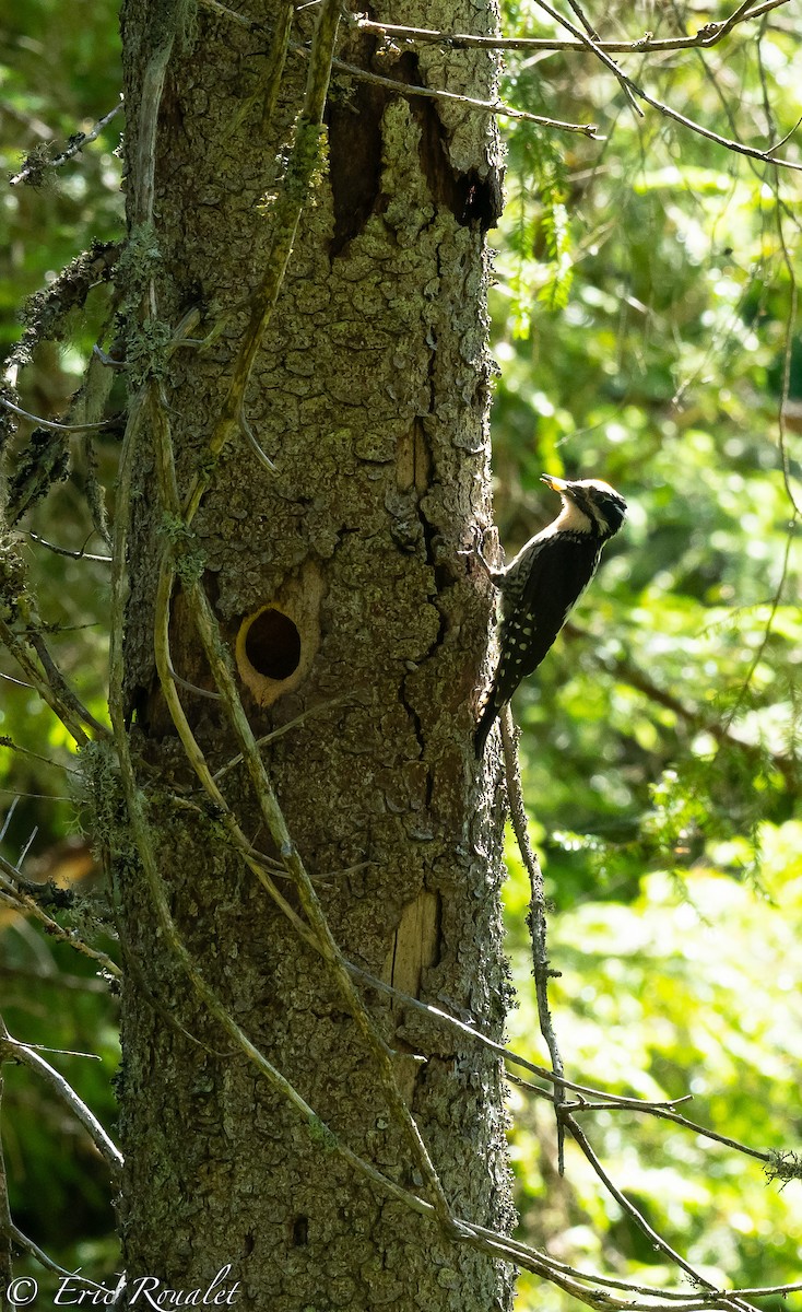 Eurasian Three-toed Woodpecker (Eurasian) - ML303937251