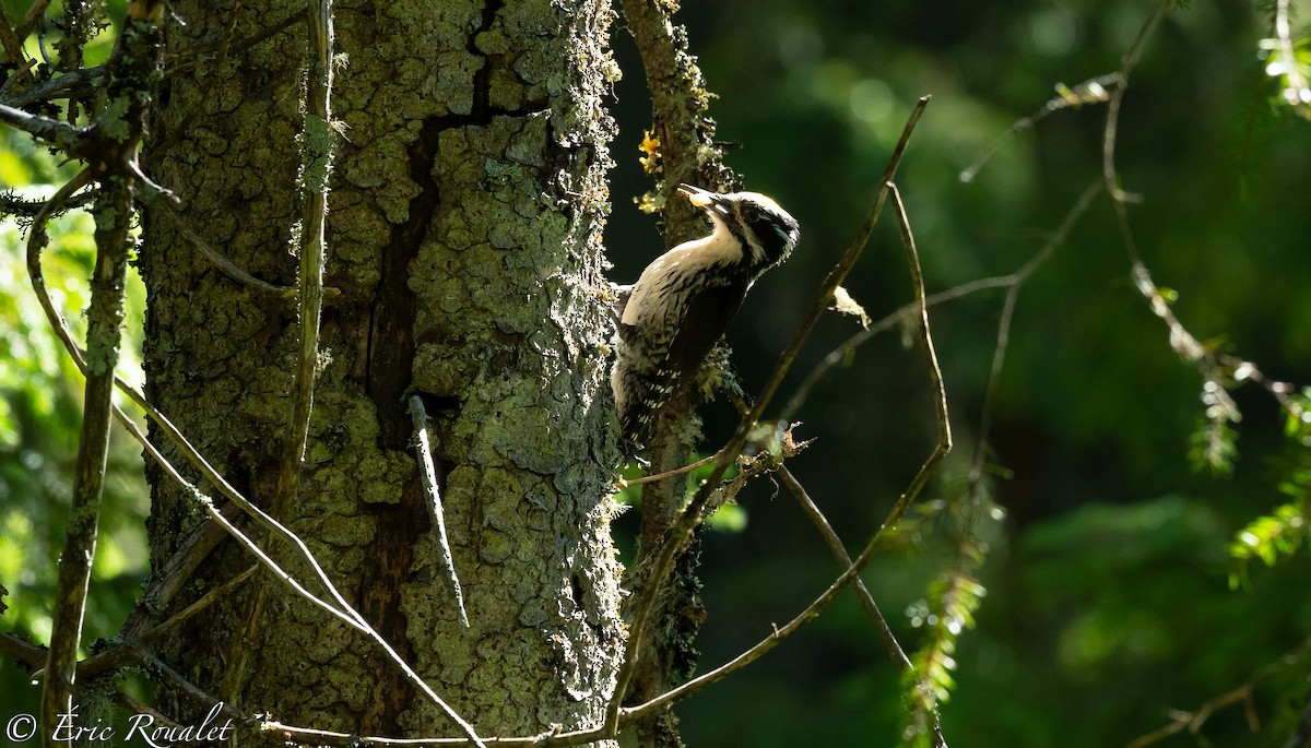 Eurasian Three-toed Woodpecker (Eurasian) - Eric Francois Roualet
