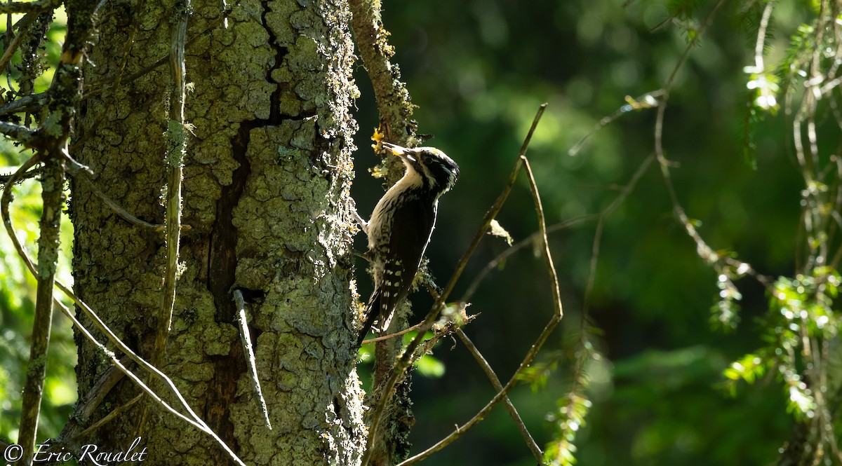 Eurasian Three-toed Woodpecker (Eurasian) - Eric Francois Roualet