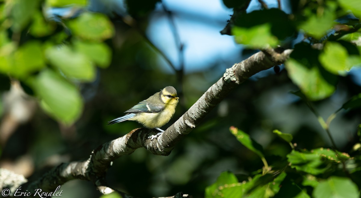 Eurasian Blue Tit - ML303937601