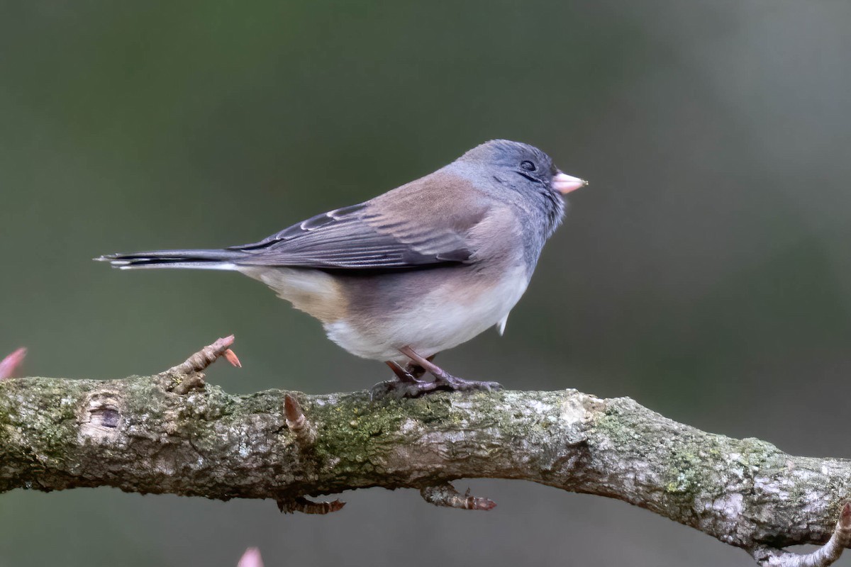 Юнко сірий - ML303938031