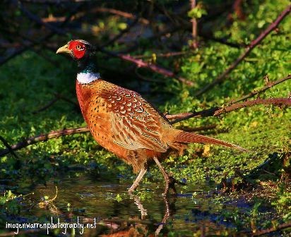 Ring-necked Pheasant - ML30393971