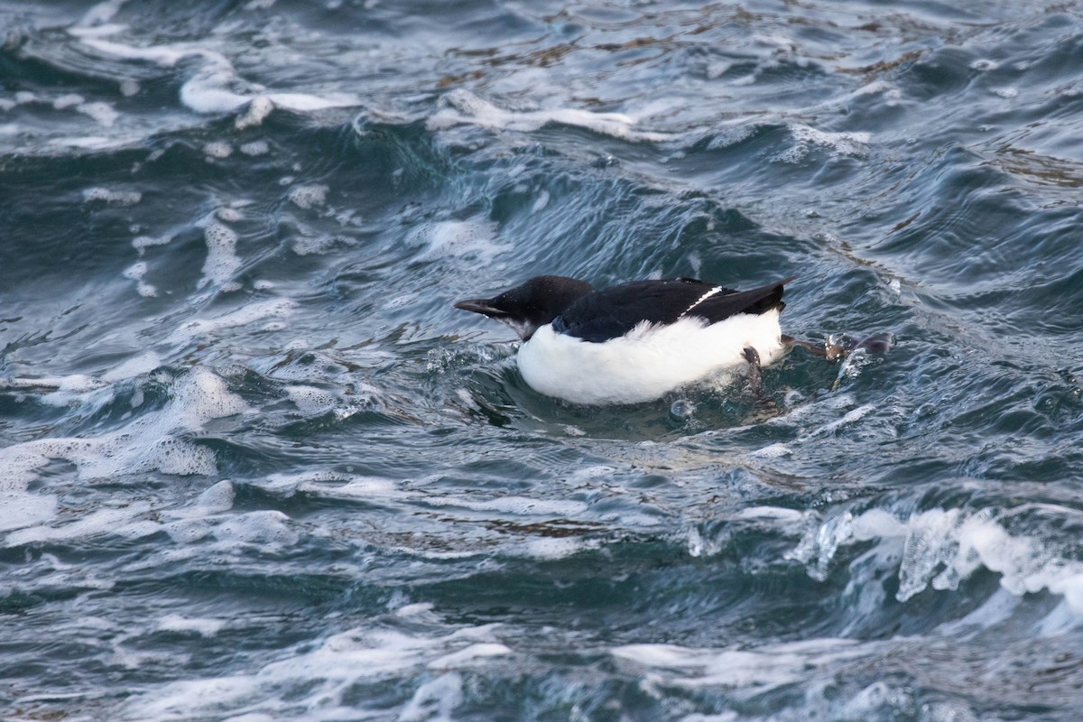 Thick-billed Murre - Alex Lamoreaux