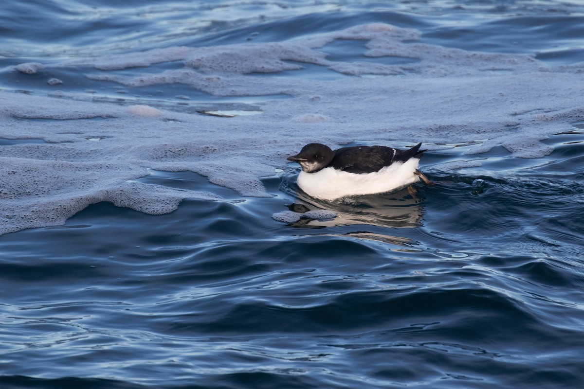 Thick-billed Murre - ML303940681