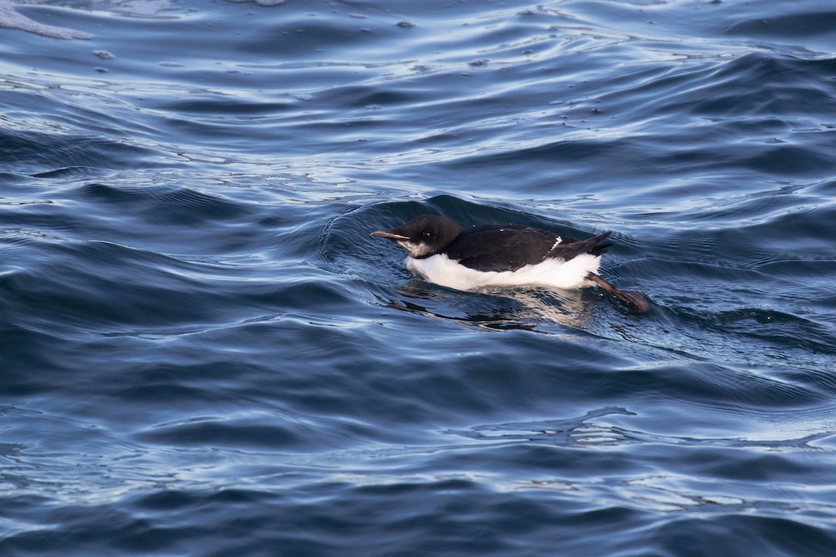 Thick-billed Murre - ML303940711
