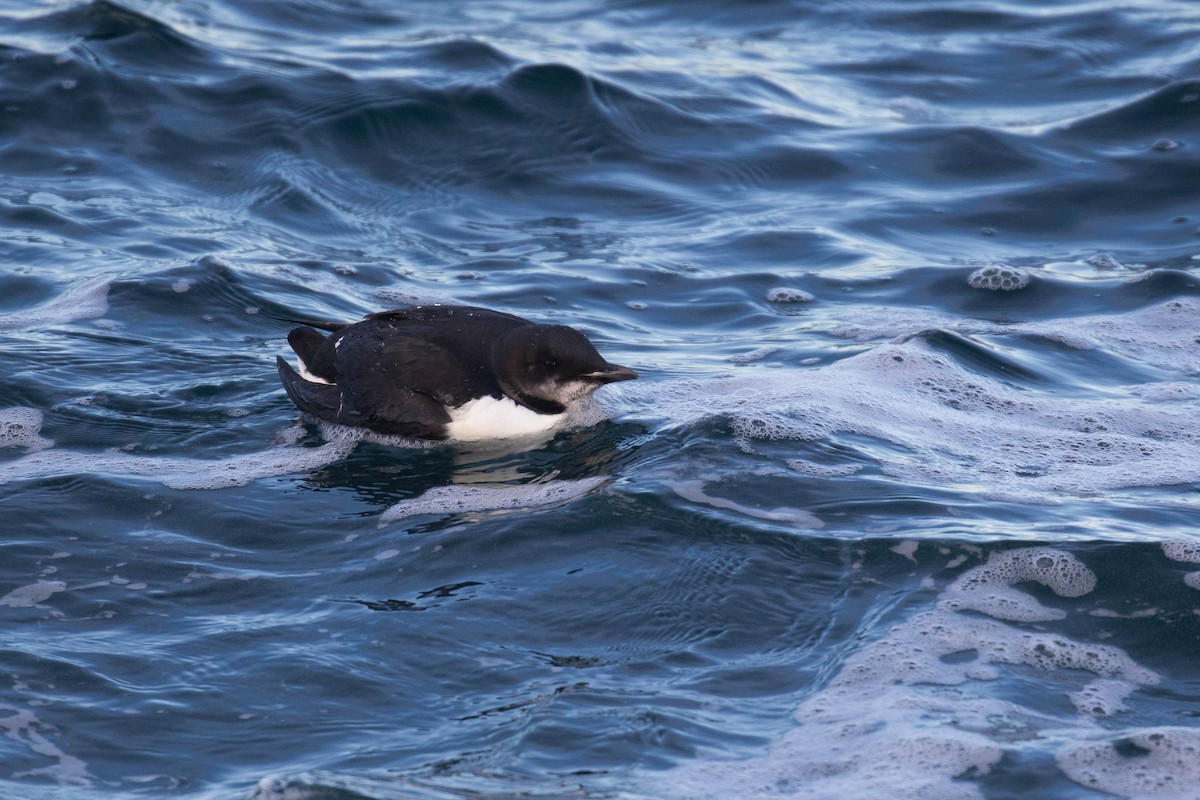Thick-billed Murre - ML303940841