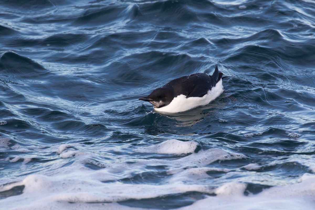 Guillemot de Brünnich - ML303940911