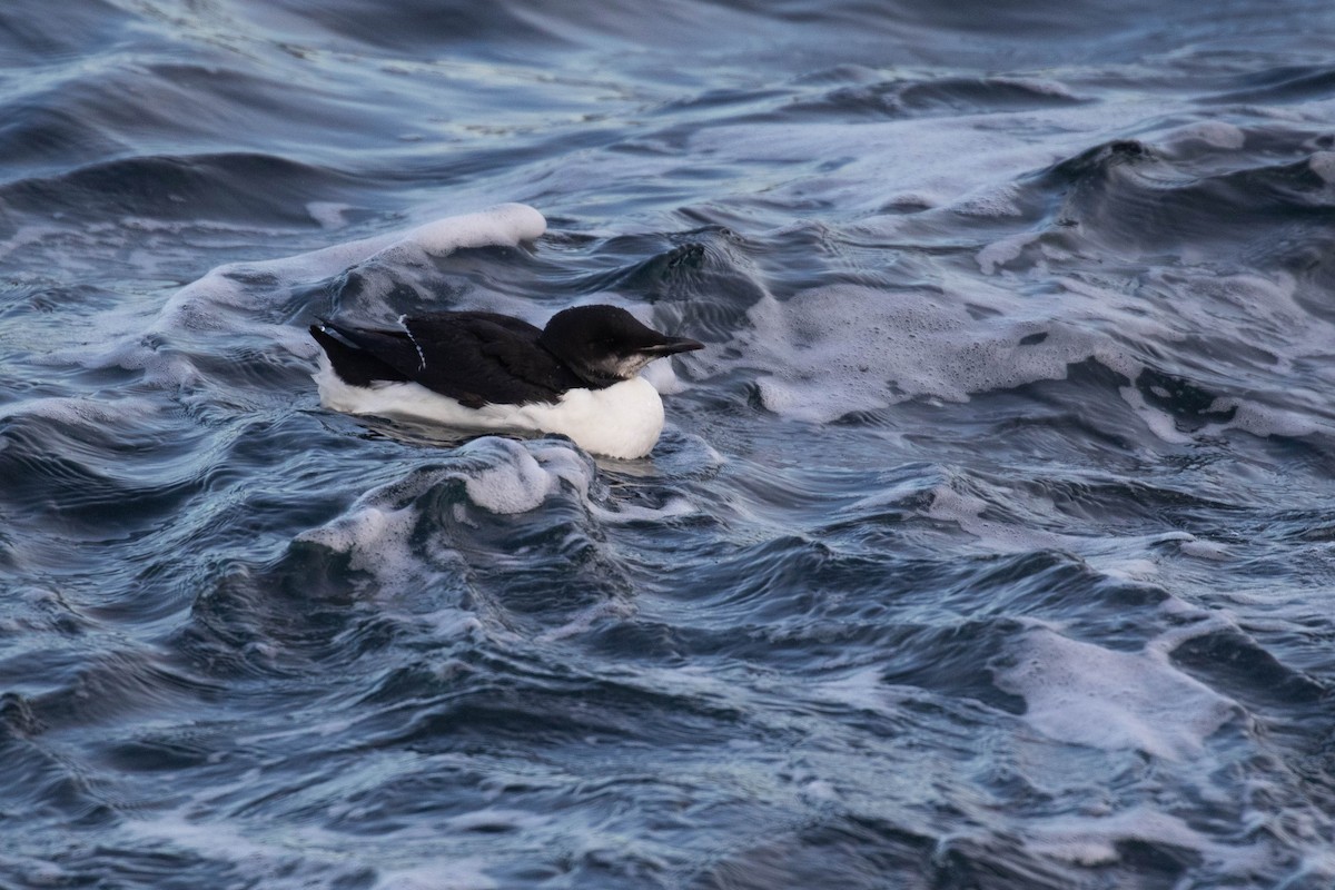 Thick-billed Murre - Alex Lamoreaux