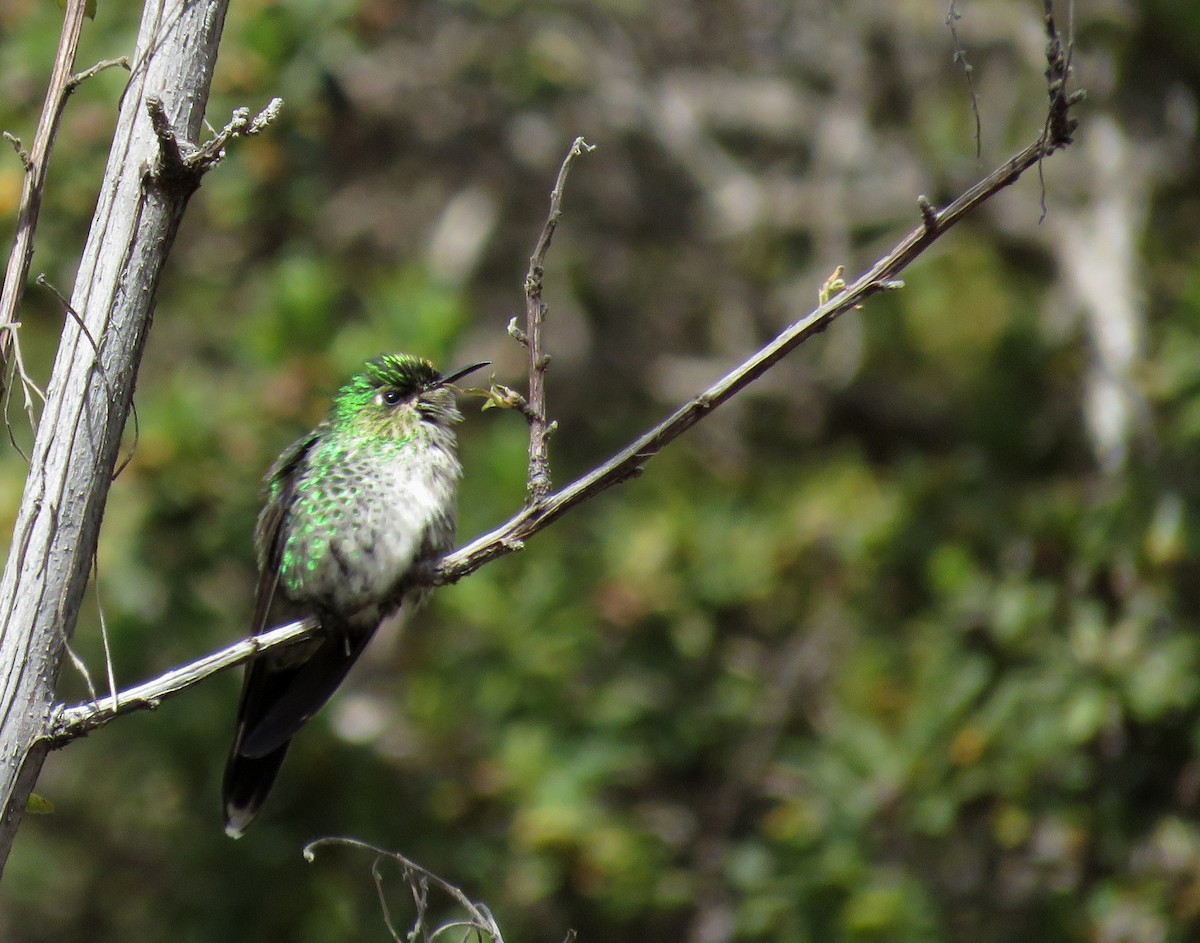 Black-backed Thornbill - ML303941021