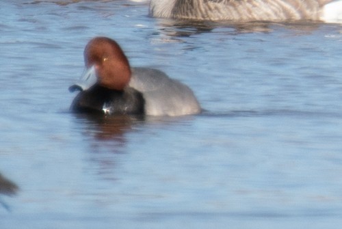 Redhead - ML303941421