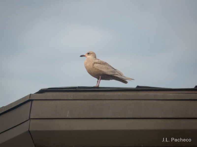 Iceland Gull - ML303942321