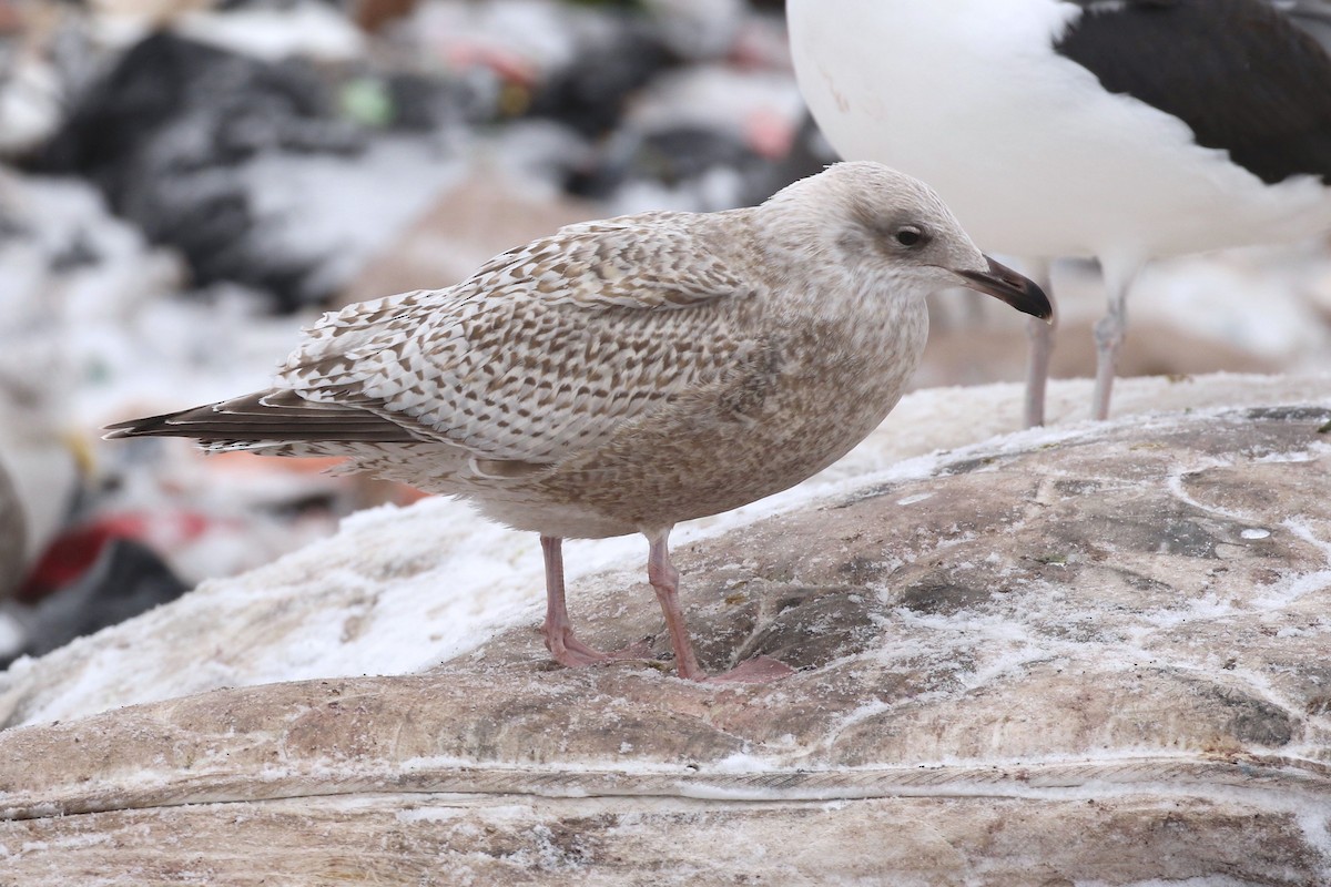 European Herring Gull - Liam Singh