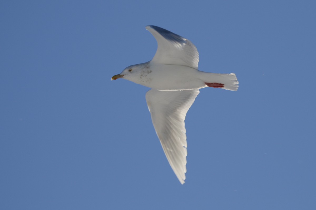 Glaucous Gull - Cameron Eckert