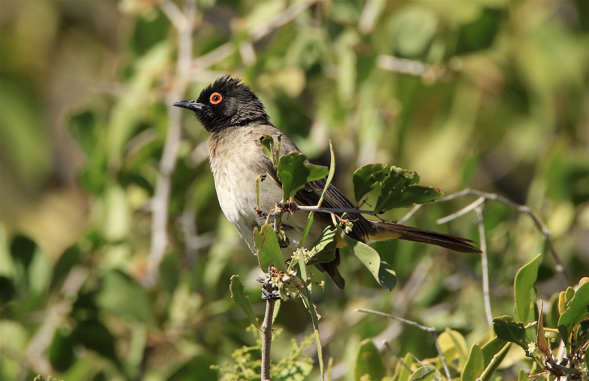 Black-fronted Bulbul - ML303949091