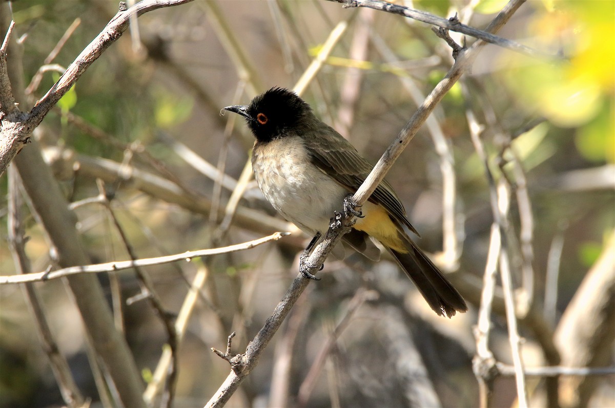 Bulbul brunoir - ML303949101