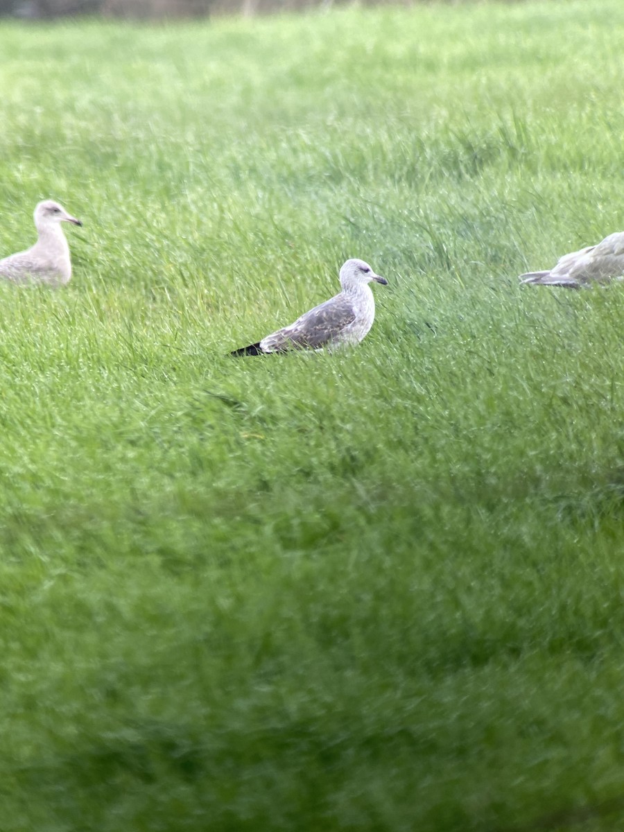 Lesser Black-backed Gull - Shep Thorp