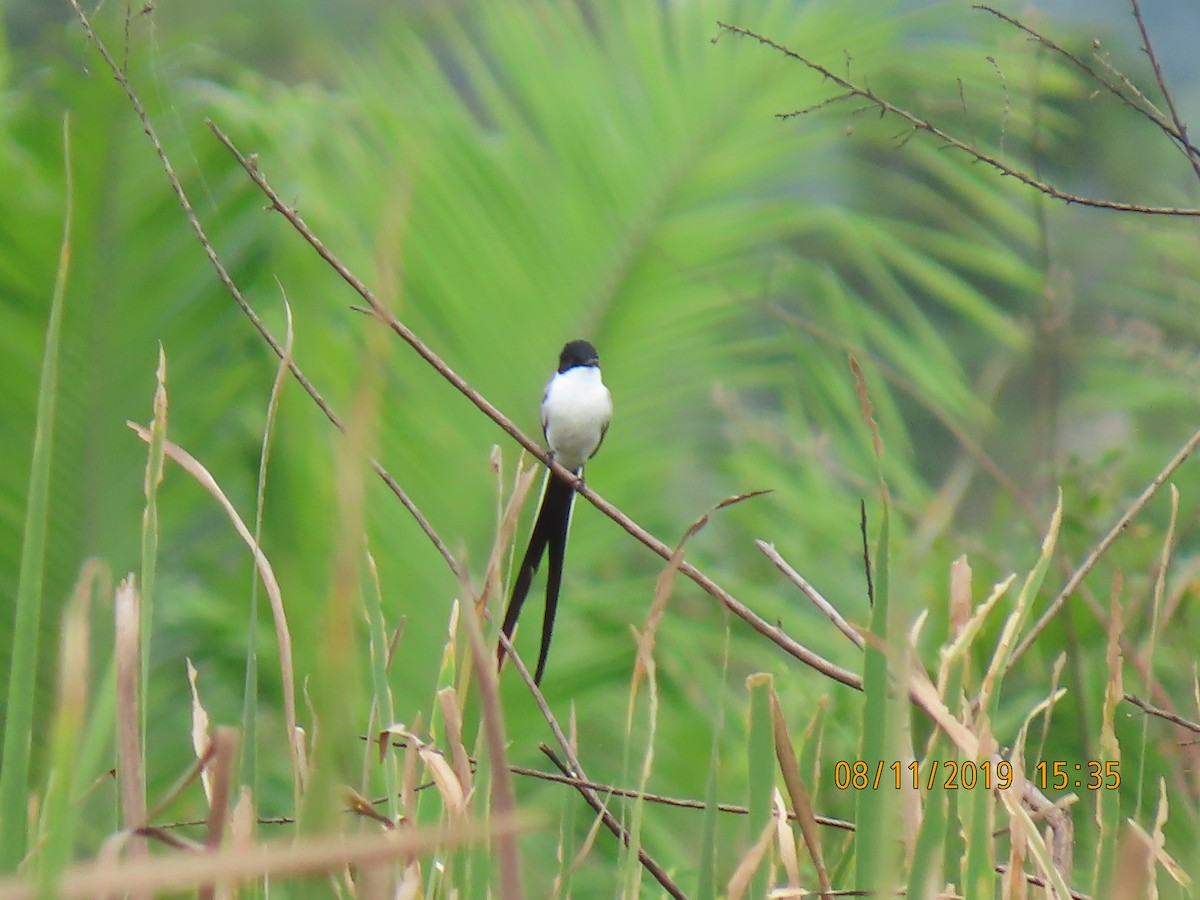 Fork-tailed Flycatcher - ML303950981