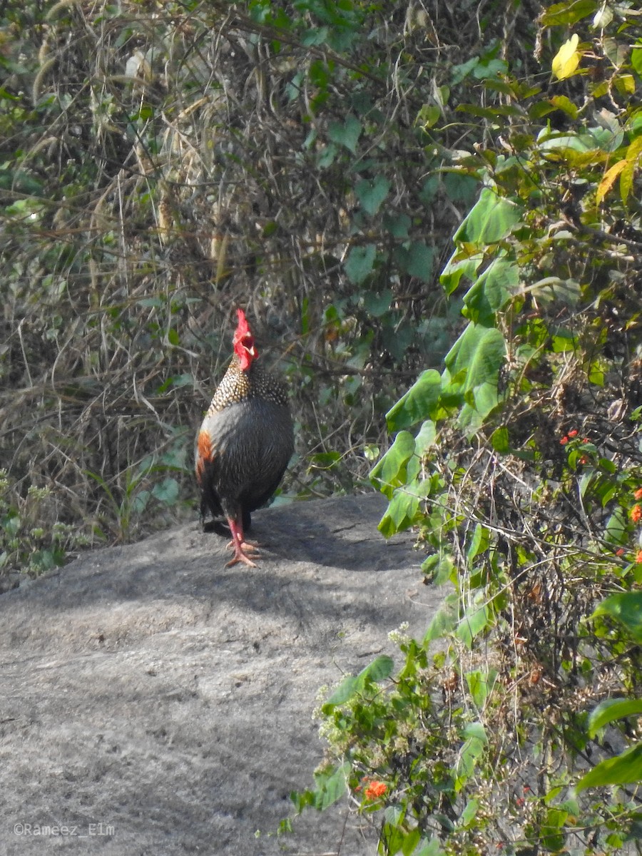 Gray Junglefowl - ML303951741