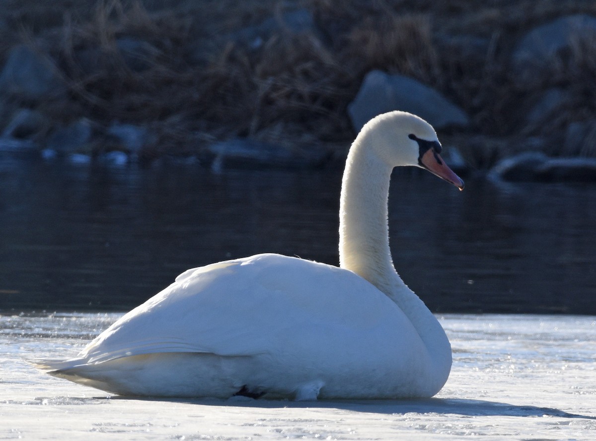 Mute Swan - ML303952381