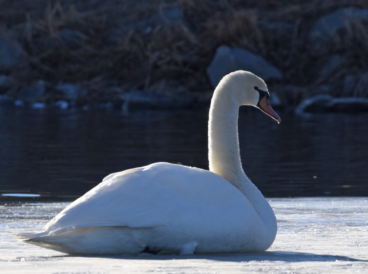 Mute Swan - ML303952391