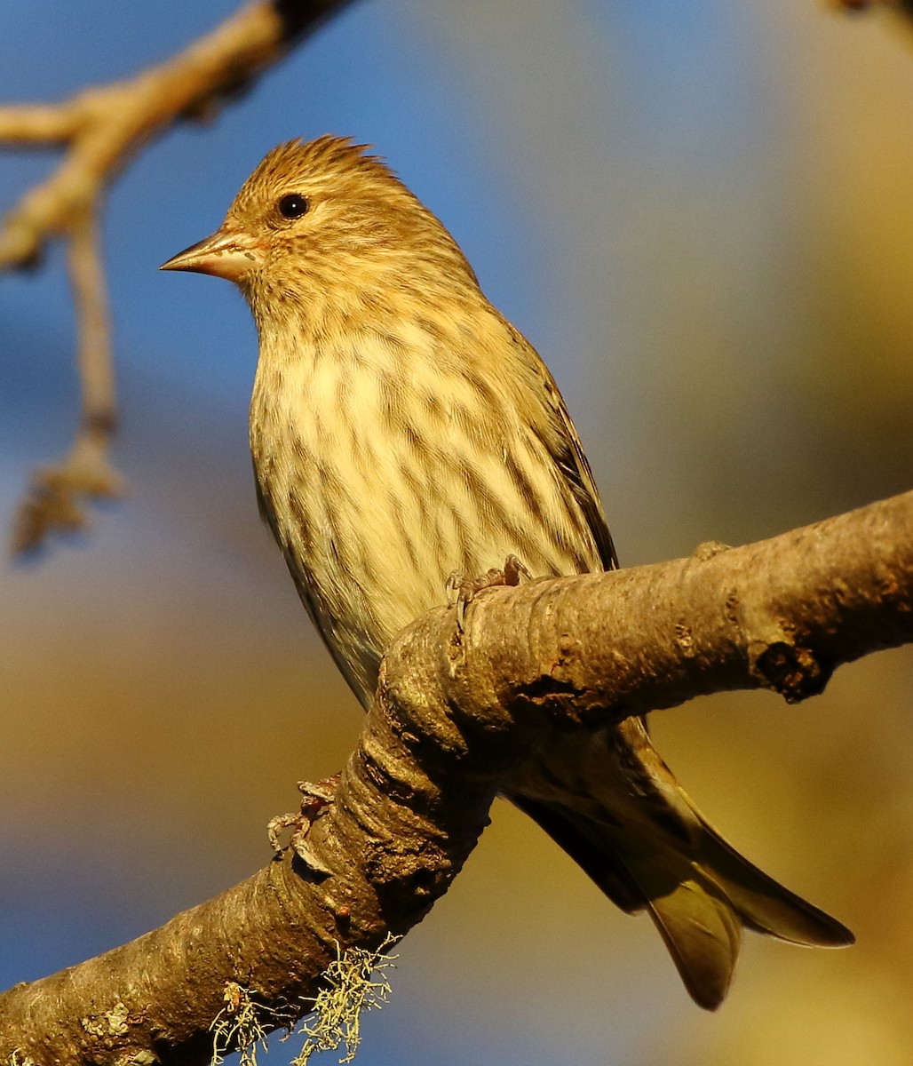 Pine Siskin - ML303952791