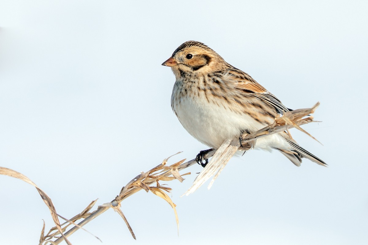 Lapland Longspur - ML303953171