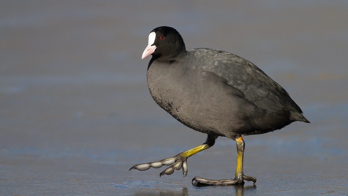 Eurasian Coot - Kuzey Cem Kulaçoğlu