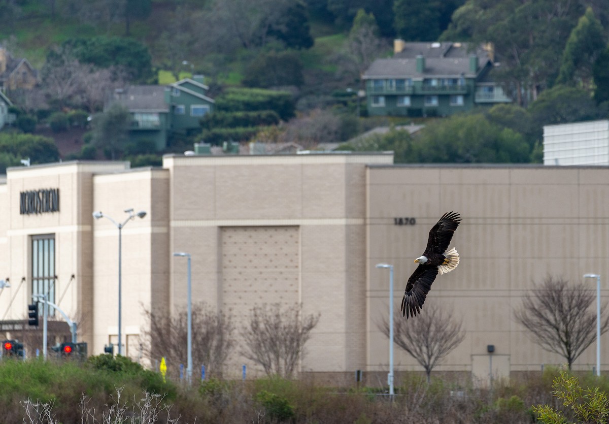 Bald Eagle - ML303953901