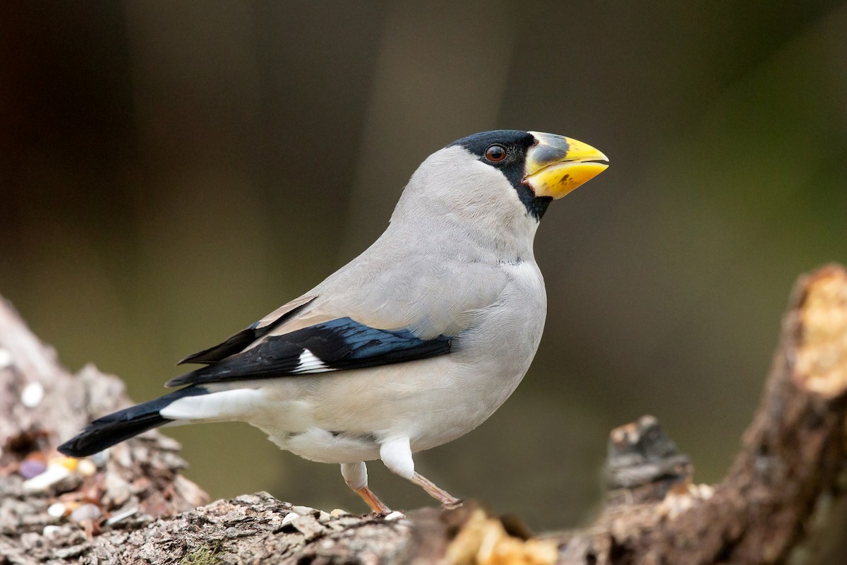 Japanese Grosbeak - David Irving