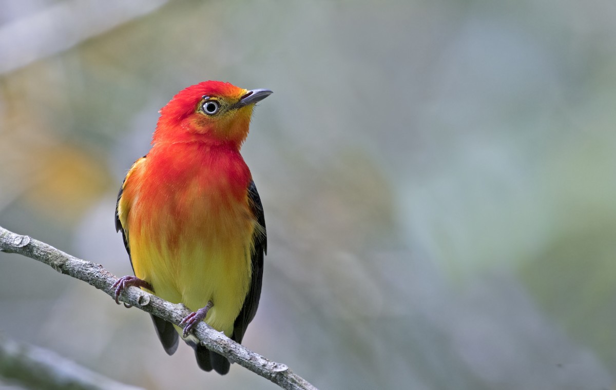 Band-tailed Manakin - Ciro Albano / Brazil Birding Experts