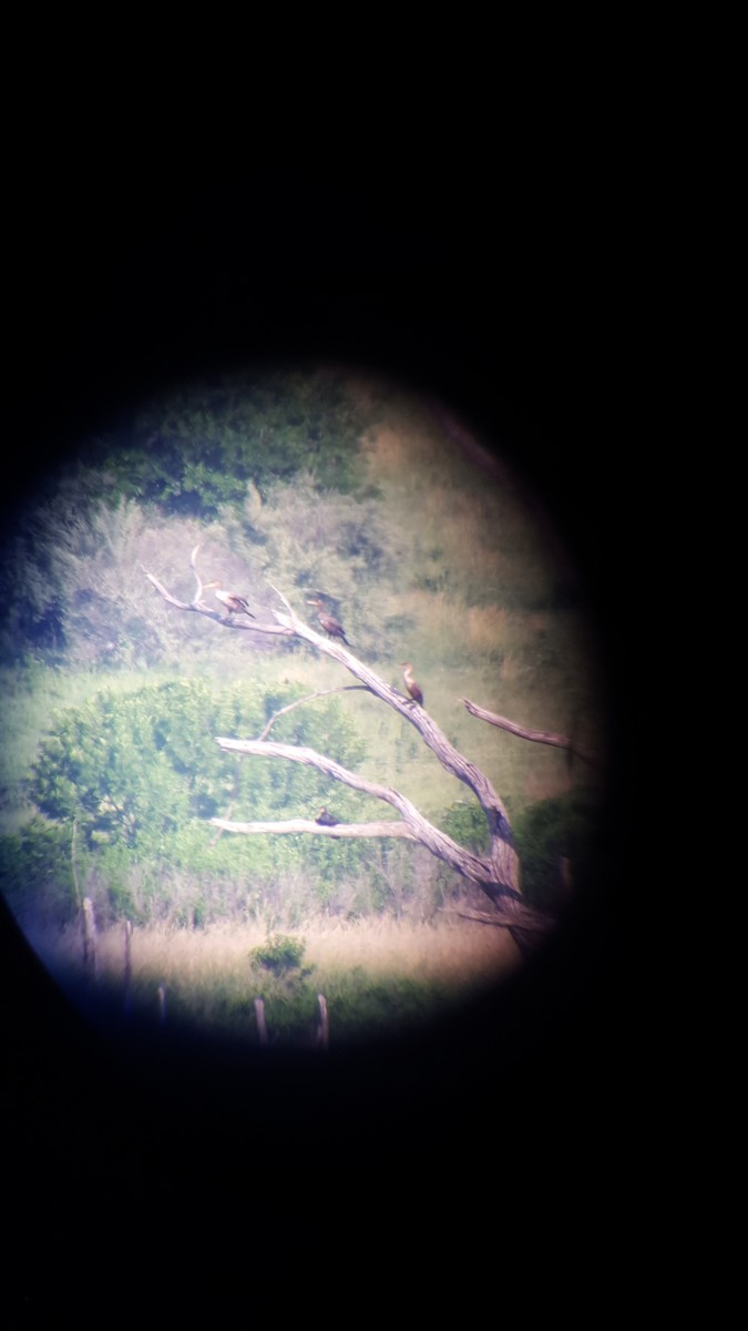 Double-crested Cormorant - Ben Heppner