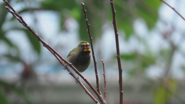 Yellow-faced Grassquit - ML303958731