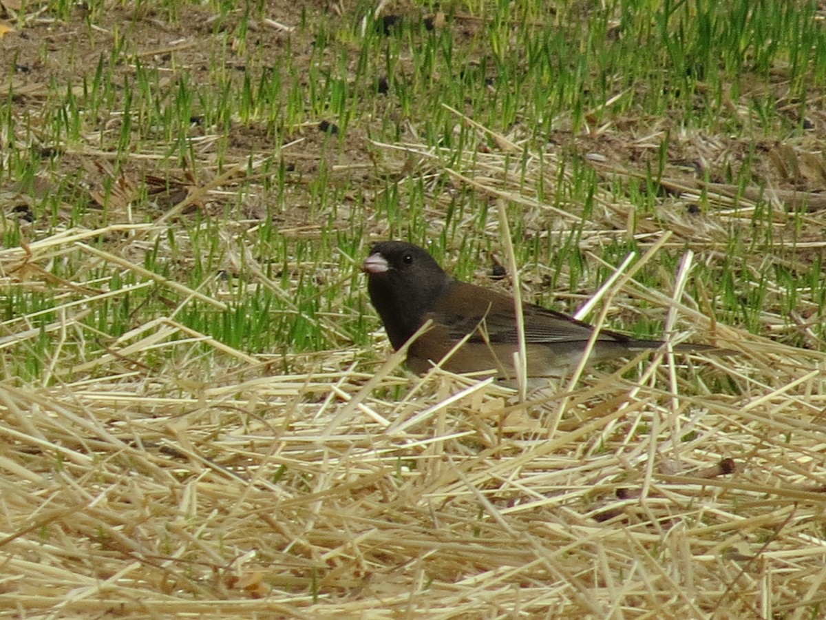 Junco ardoisé (groupe oreganus) - ML303959811