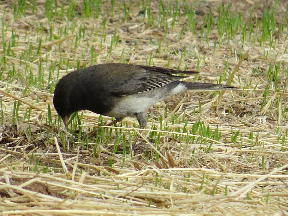 Dark-eyed Junco (Slate-colored/cismontanus) - ML303960091