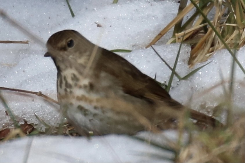 Hermit Thrush - ML303960291