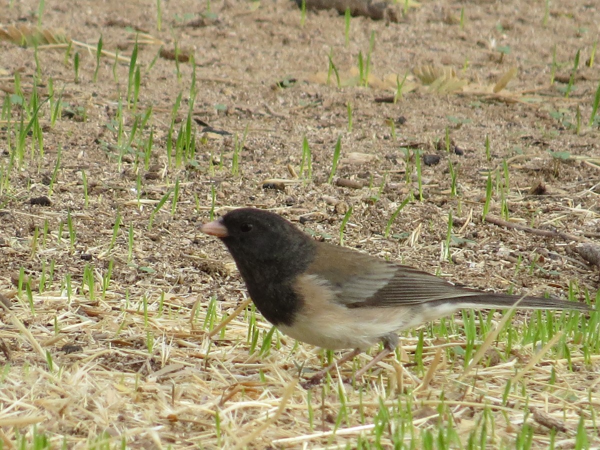 Junco Ojioscuro (grupo oreganus) - ML303960351