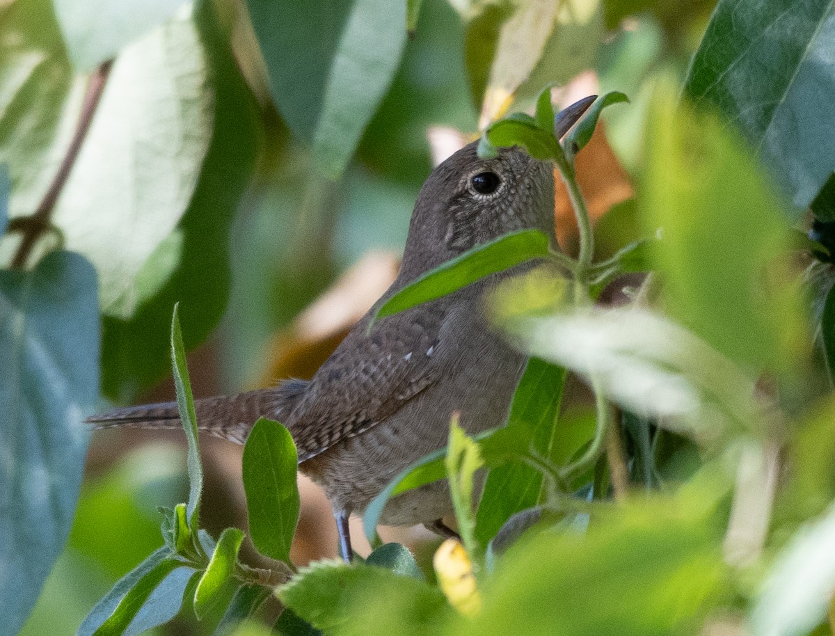 House Wren - ML303960841