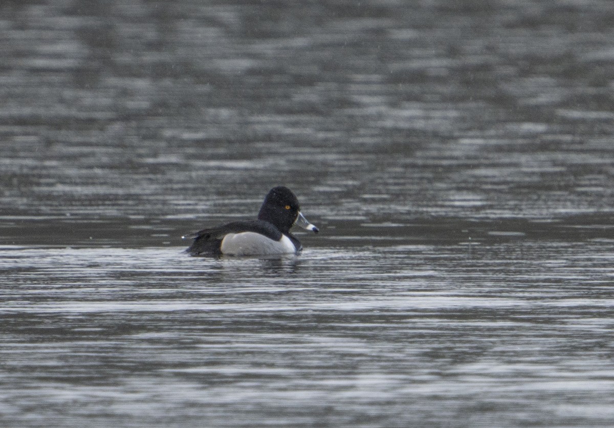 Ring-necked Duck - ML303964581