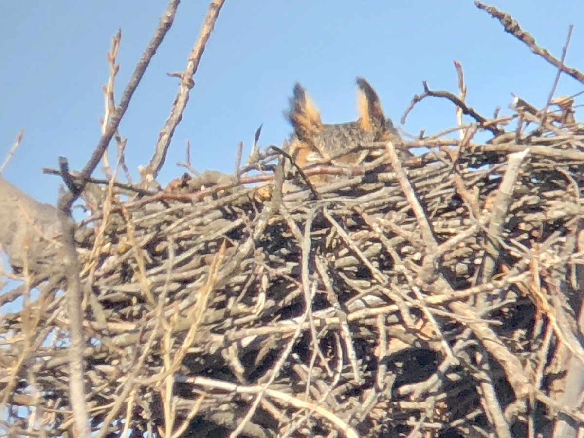 Great Horned Owl - Micky Louis